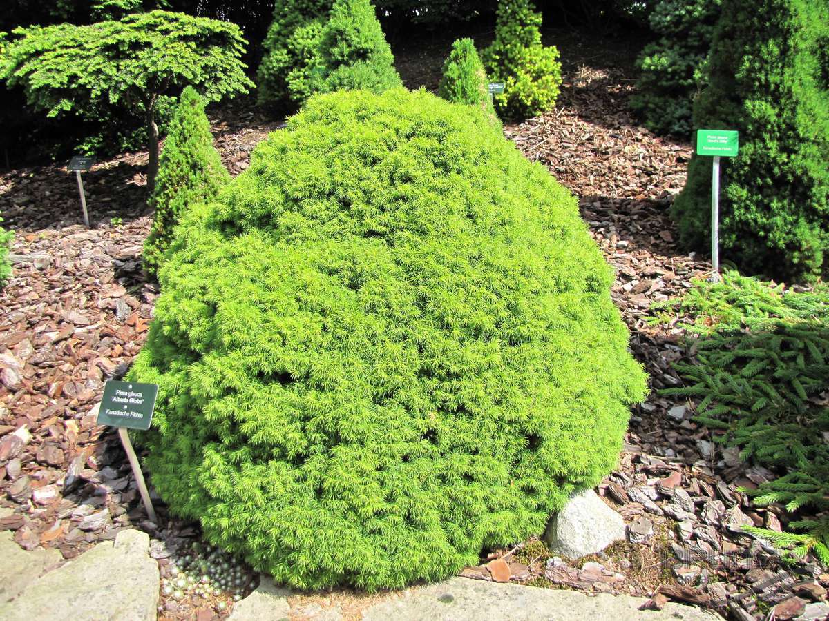 Picea glauca var. albertiana 'Alberta Globe'
